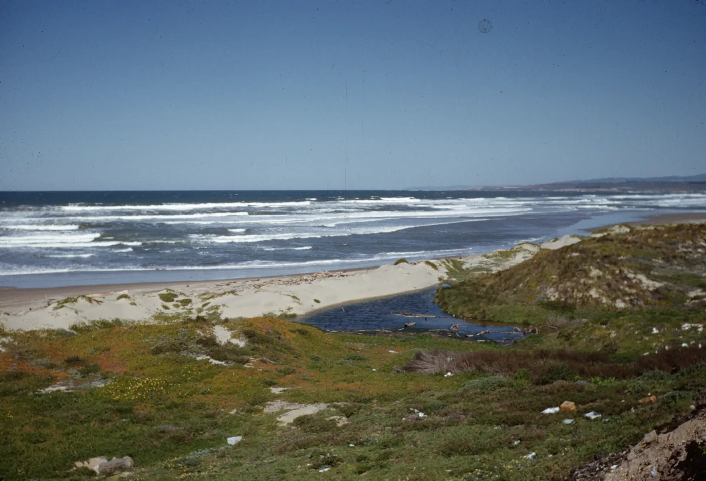 California coastal strand, near Surf