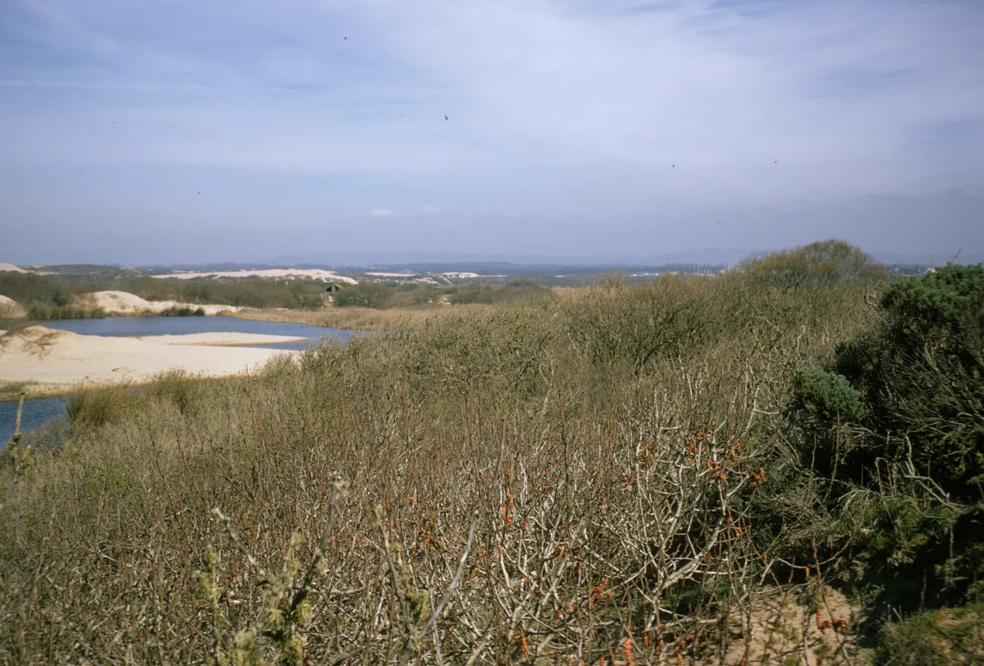 Populus trichocarpa, Oso Flaco Lake
