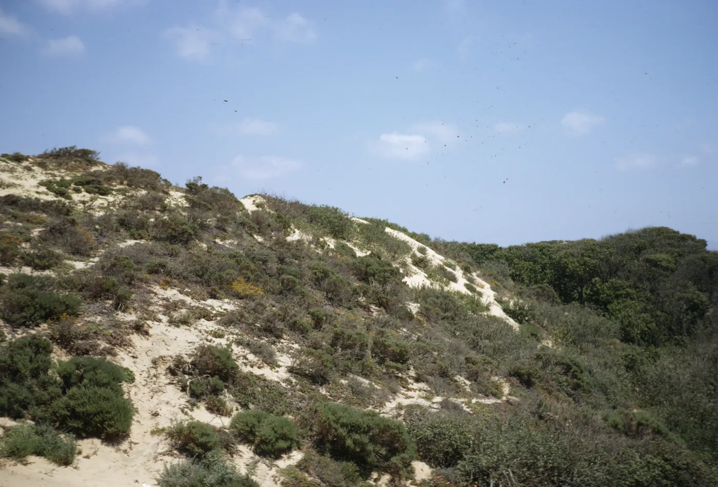 dunes at Oso Flaco