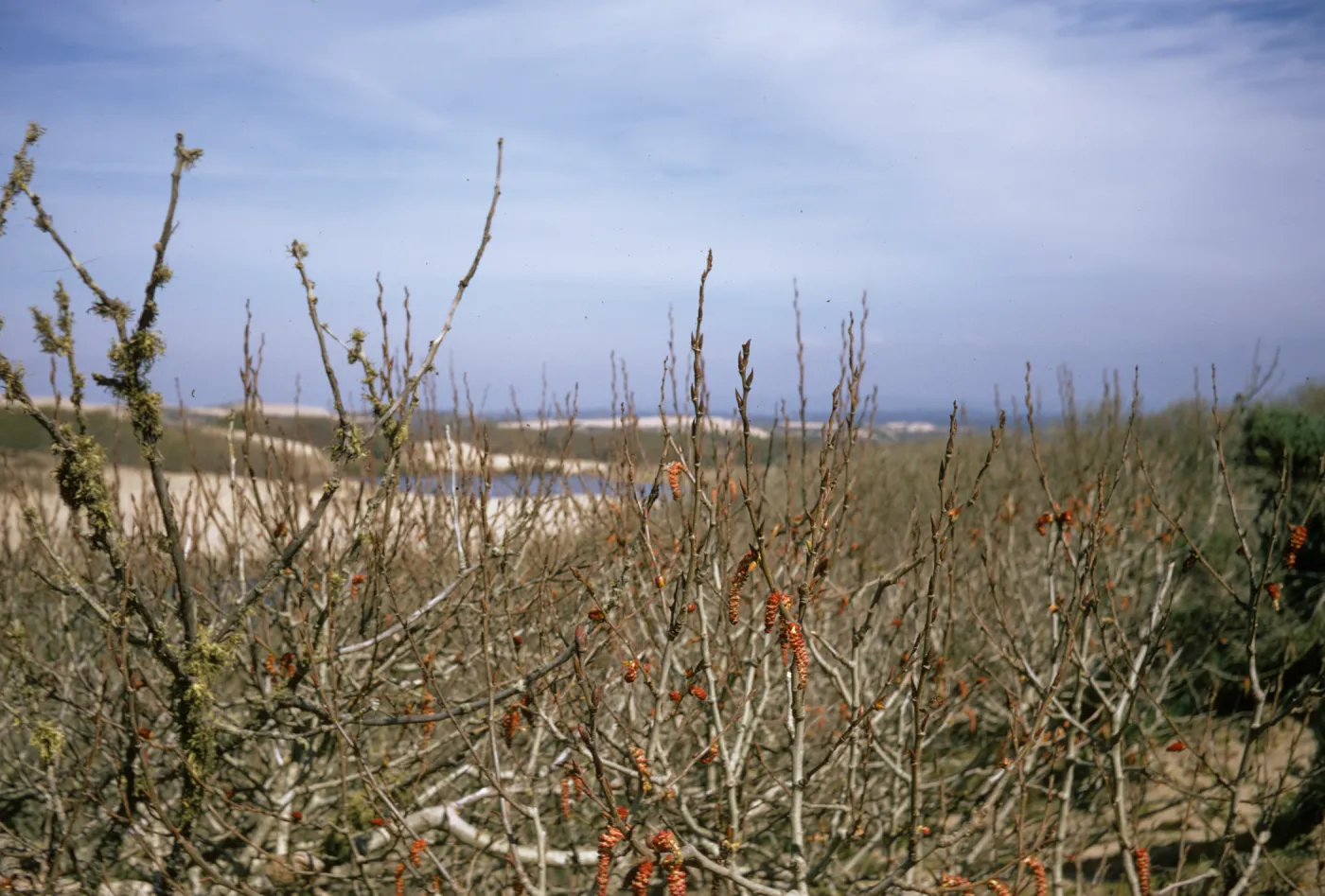 Populus Trichocarpa, Oso Flaco Lake