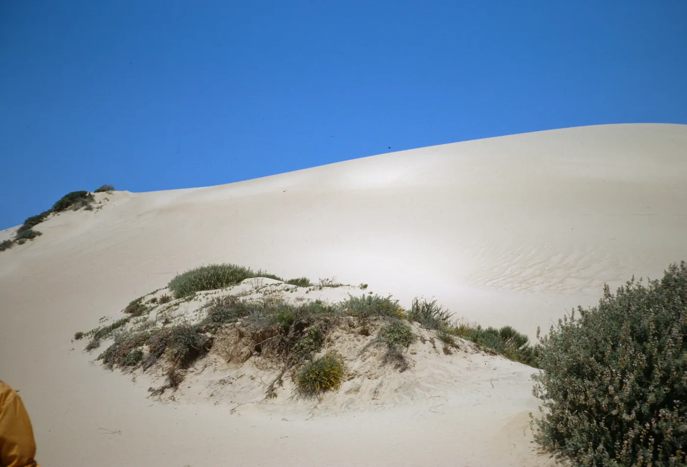 Oso Flaco sand dunes