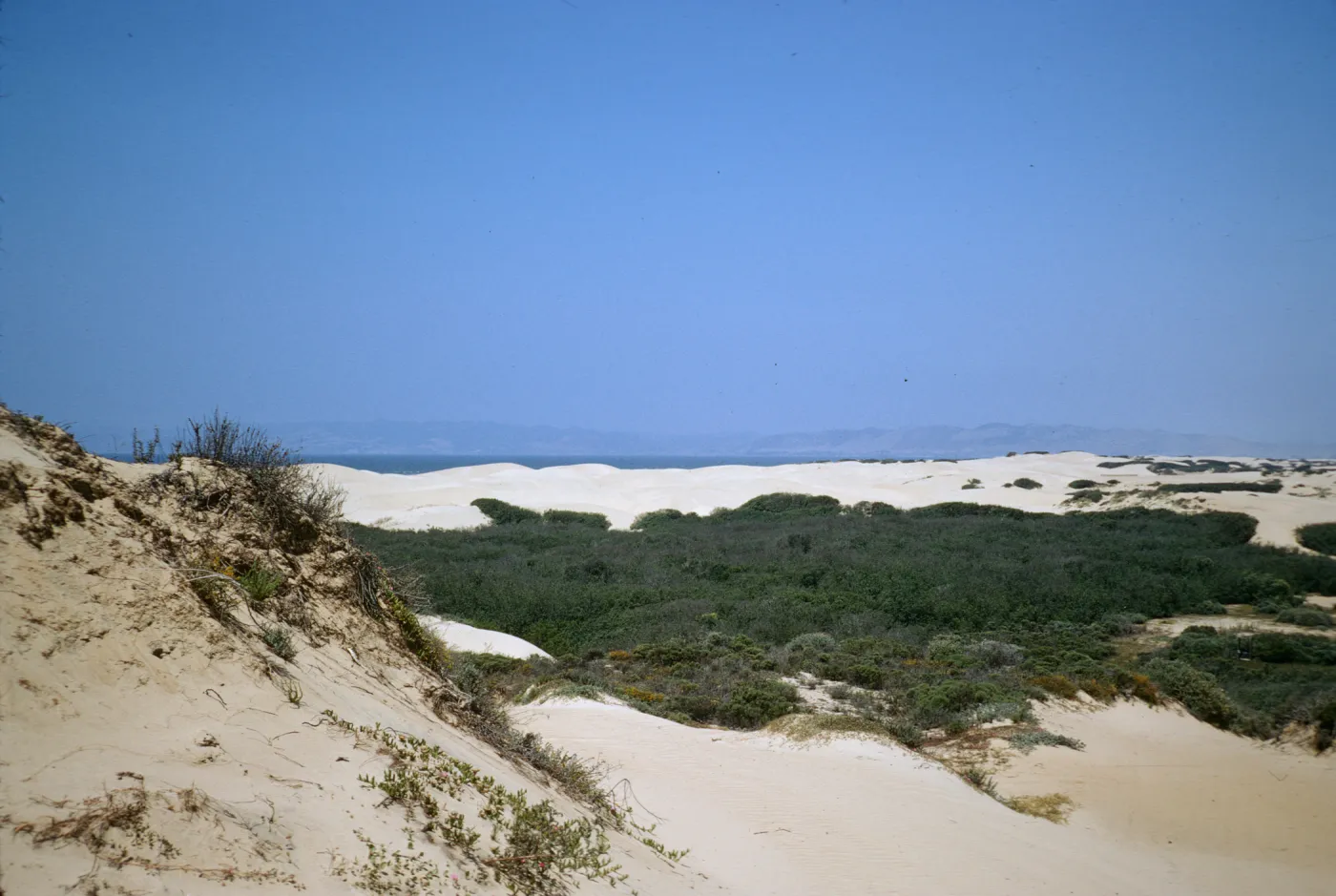 coastal sand dunes, Oso Flaco