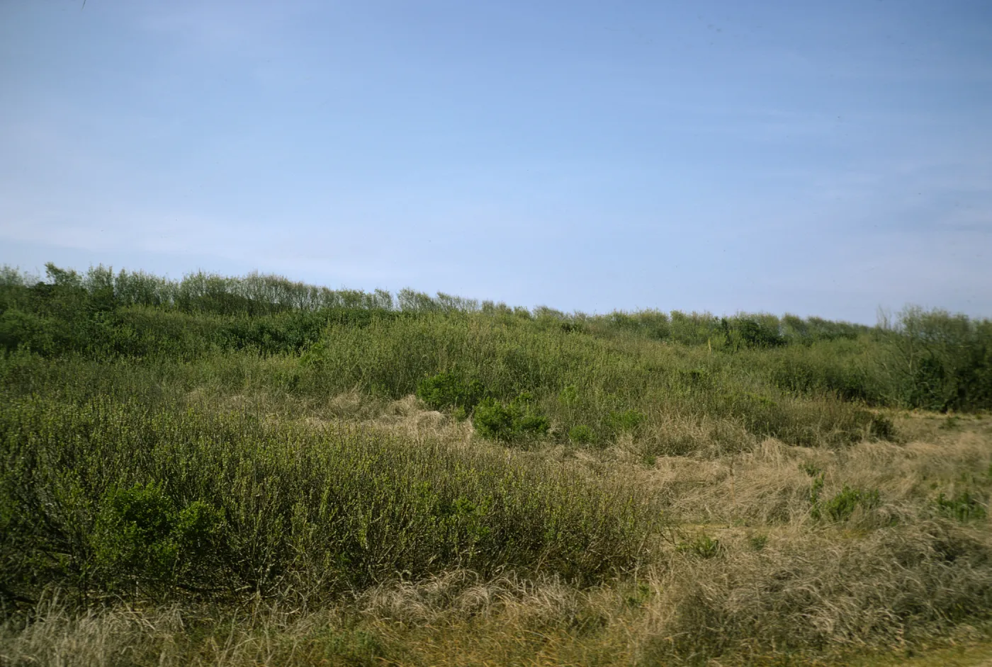 vegetation covered dunes, Oso Flaco
