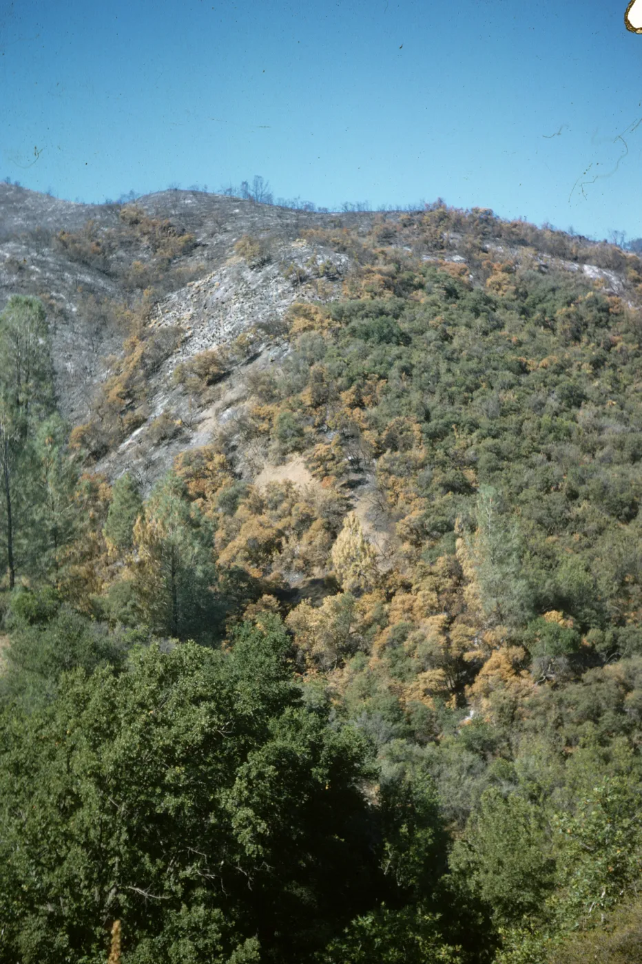 fire scar on Figueroa Mountain
