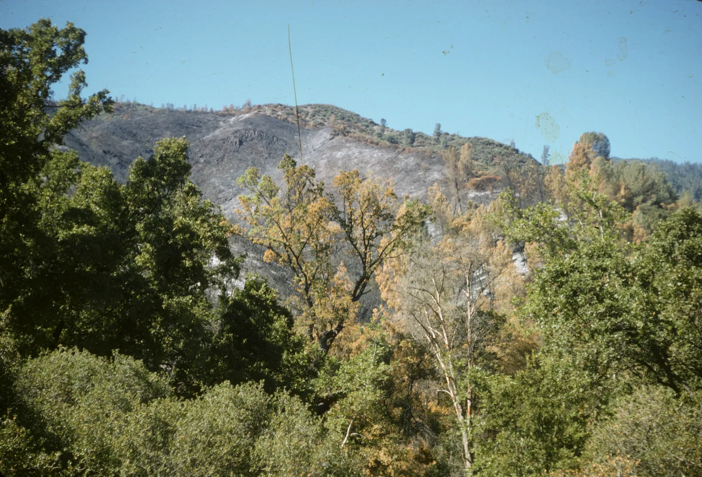 fire scar on Figueroa Mountain