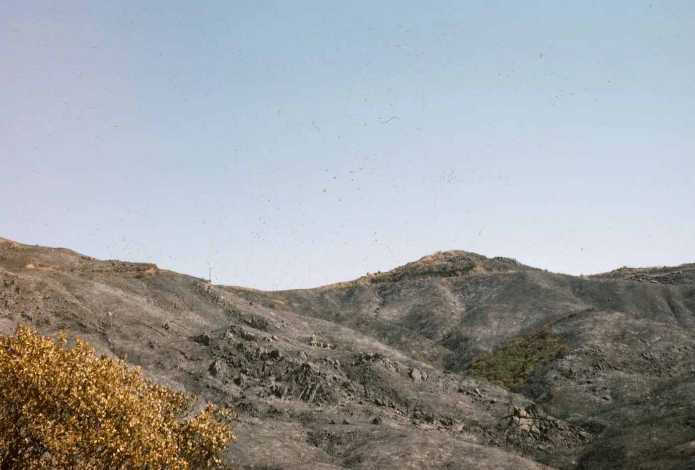 after the Coyote Fire 1964