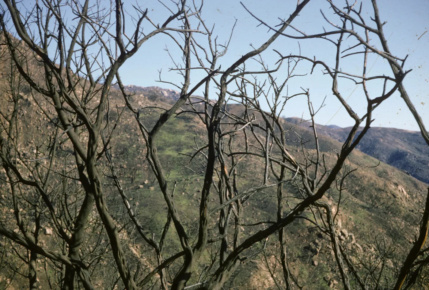 Santa Ynez Mountains after the Coyote Fire 1964
