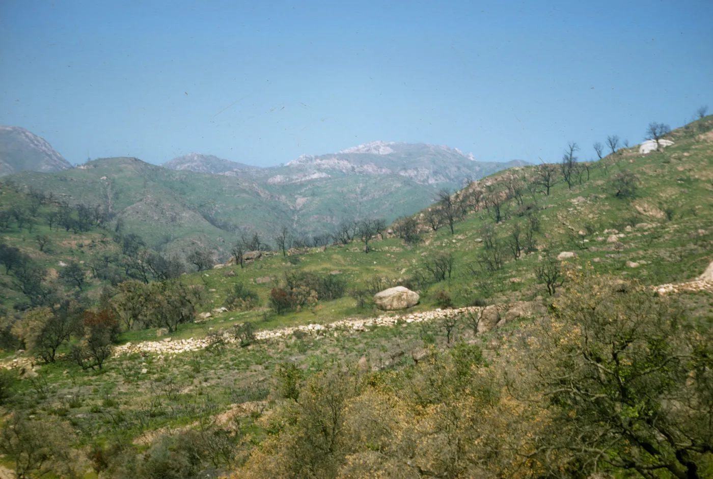 fire scarred chaparral after the Coyote Fire