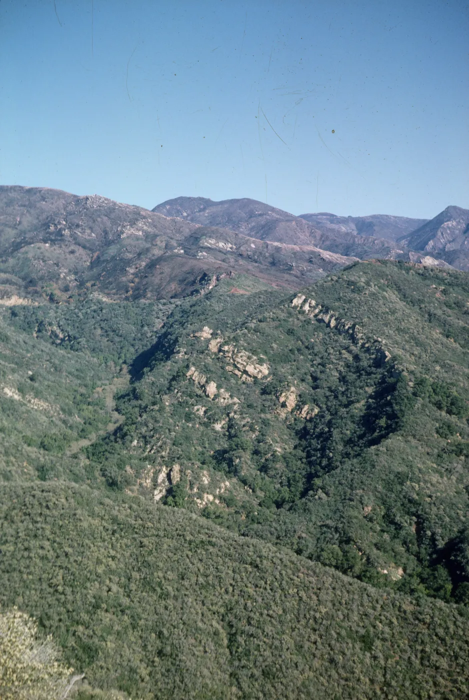 chapparal burned and unburned, after the Coyote Fire
