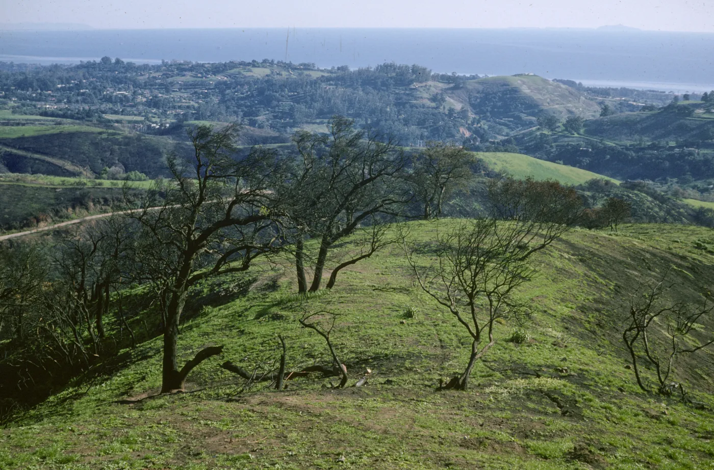 Coyote Fire burn, Santa Barbara