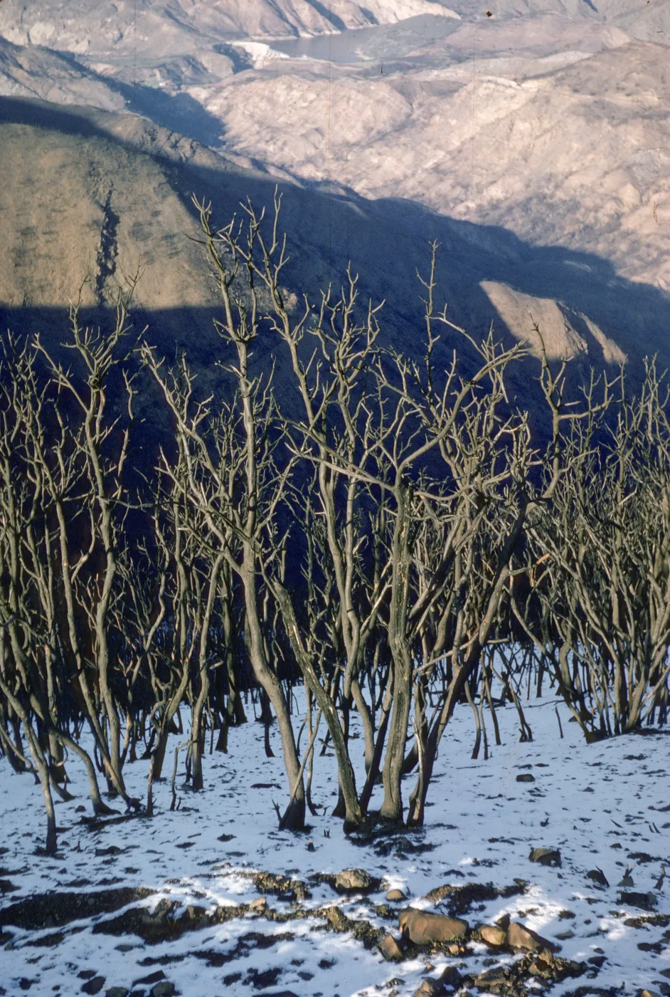 Coyote Fire burn area with snow