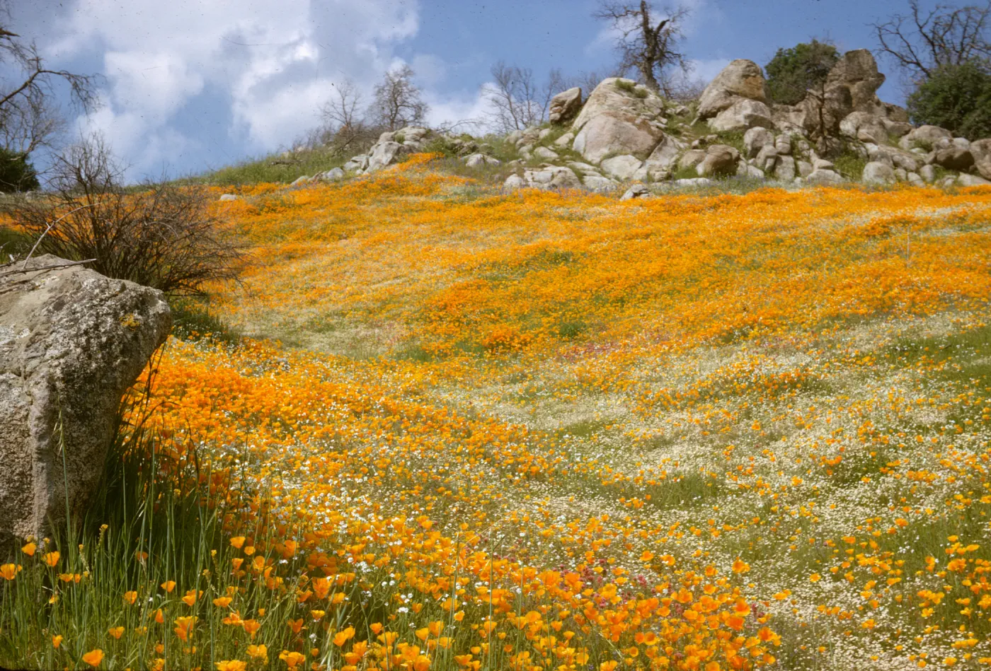 Wildflower display, Glenville