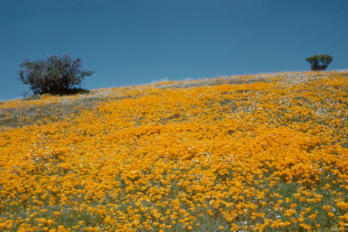 hillside of poppies with blue sky