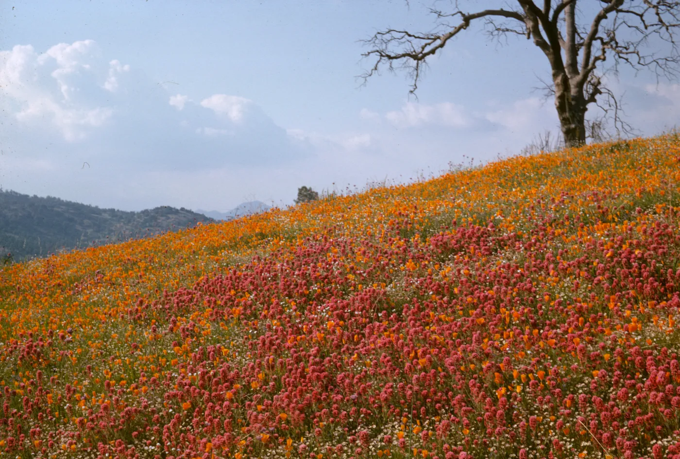 poppies and owl's clover