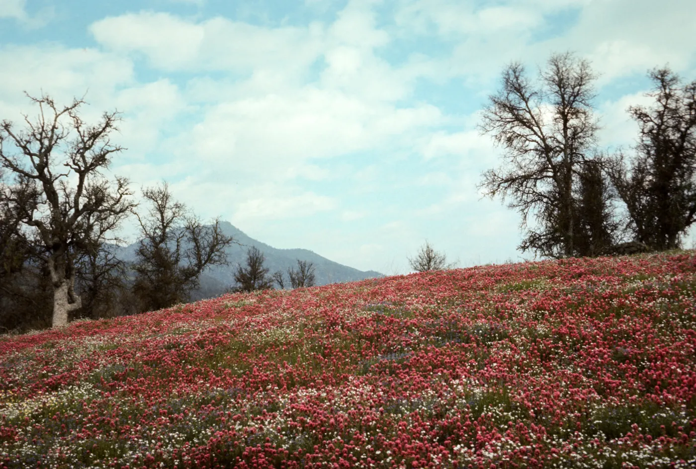 wildflower display near Glennville