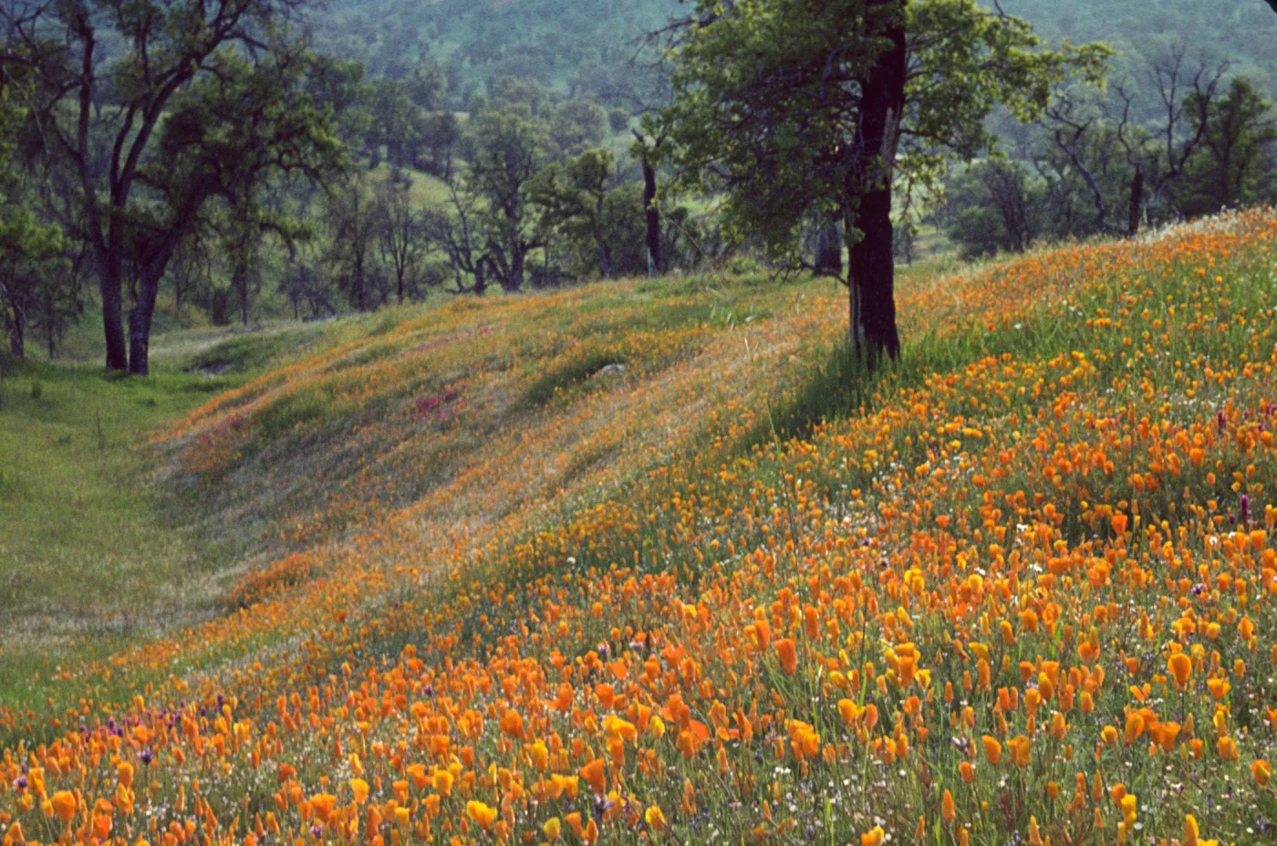 wildflowers in oak woodland