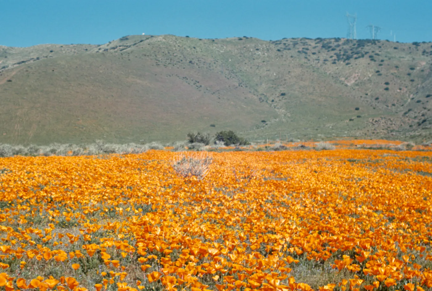 field of poppies