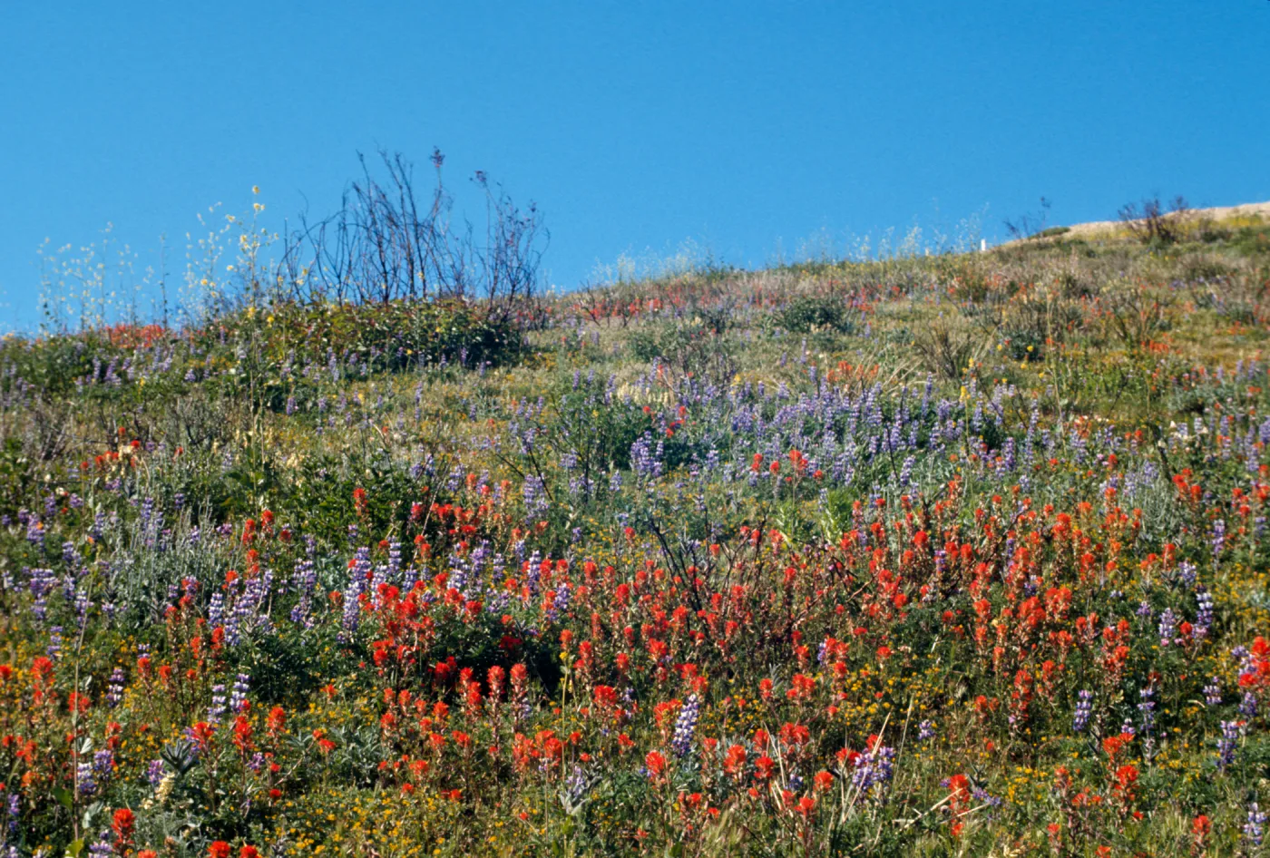 wildflowers