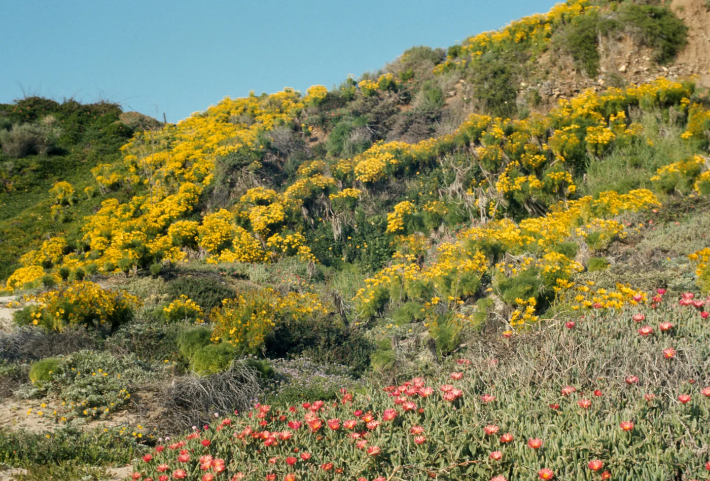 wildflowers