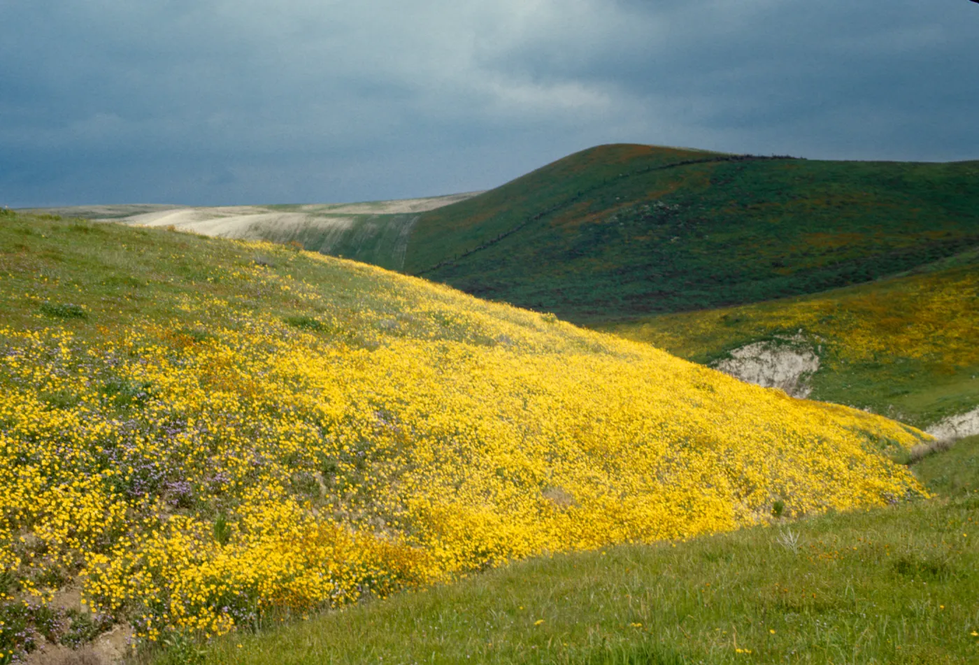 wildflowers