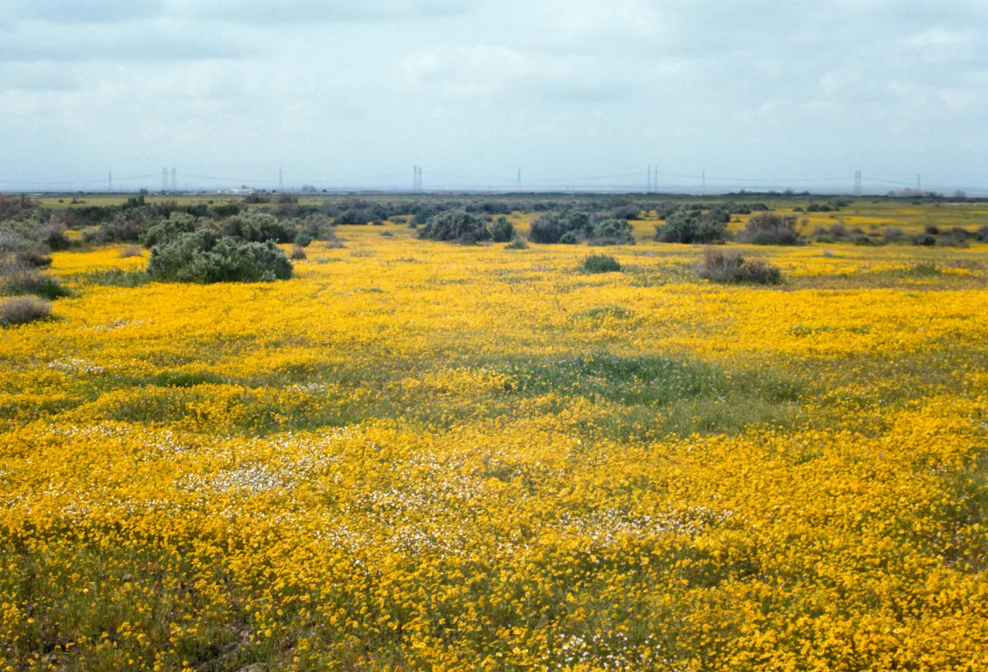 field of wildflowers