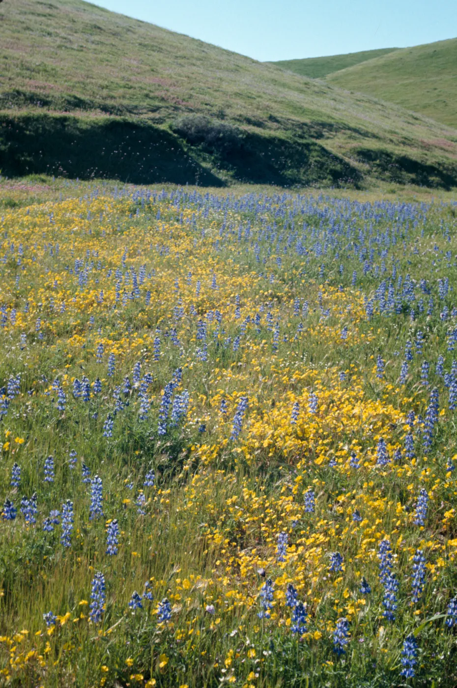 wildflowers
