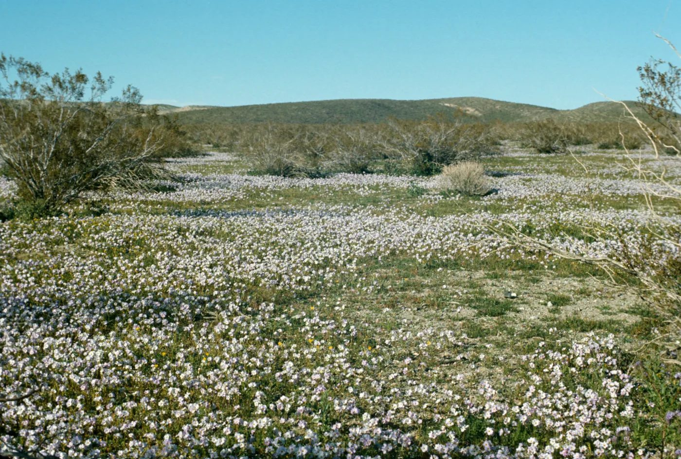 wildflowers
