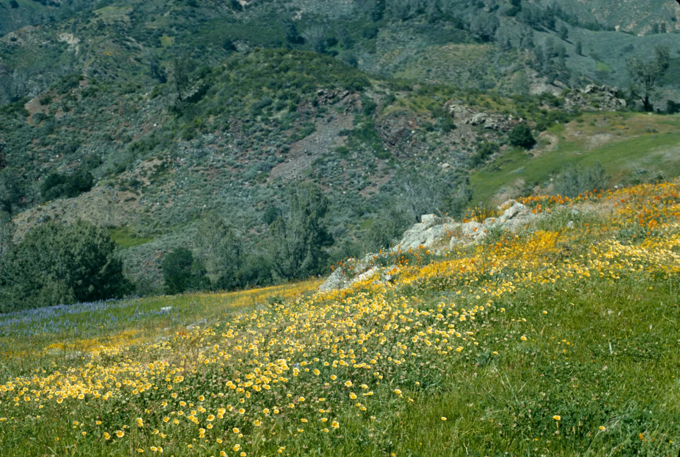 wildflowers