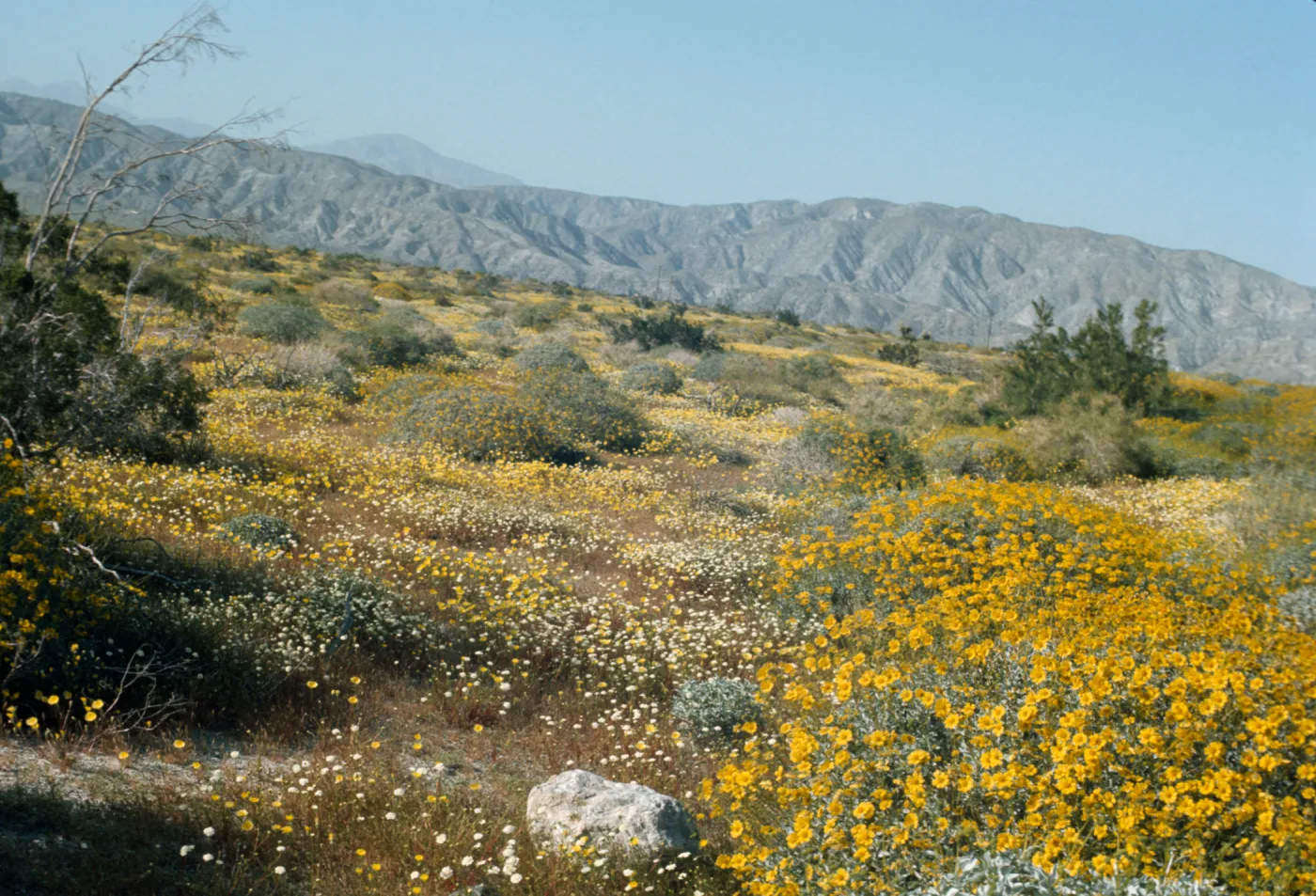 wildflowers