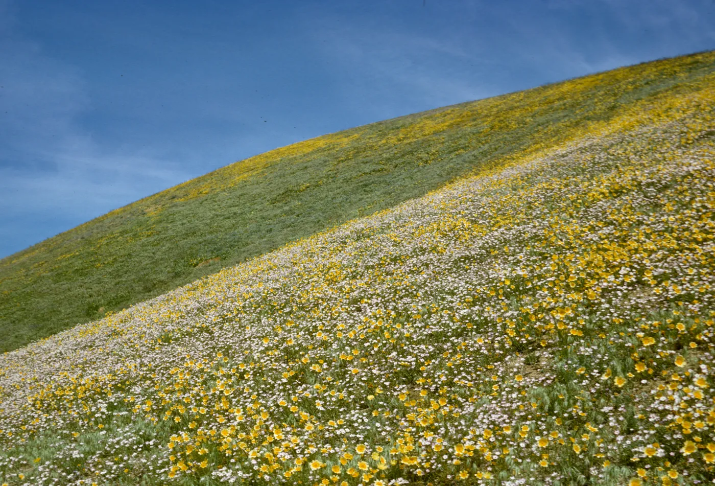 hillside with wildflowers and blue sky