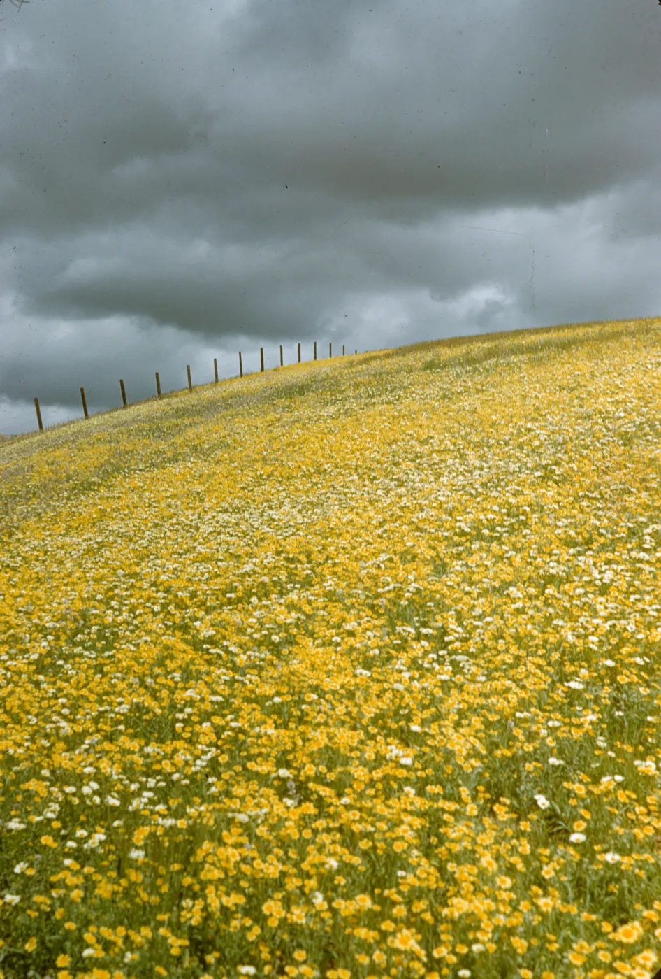 wildflowers on hillside with stormy sky