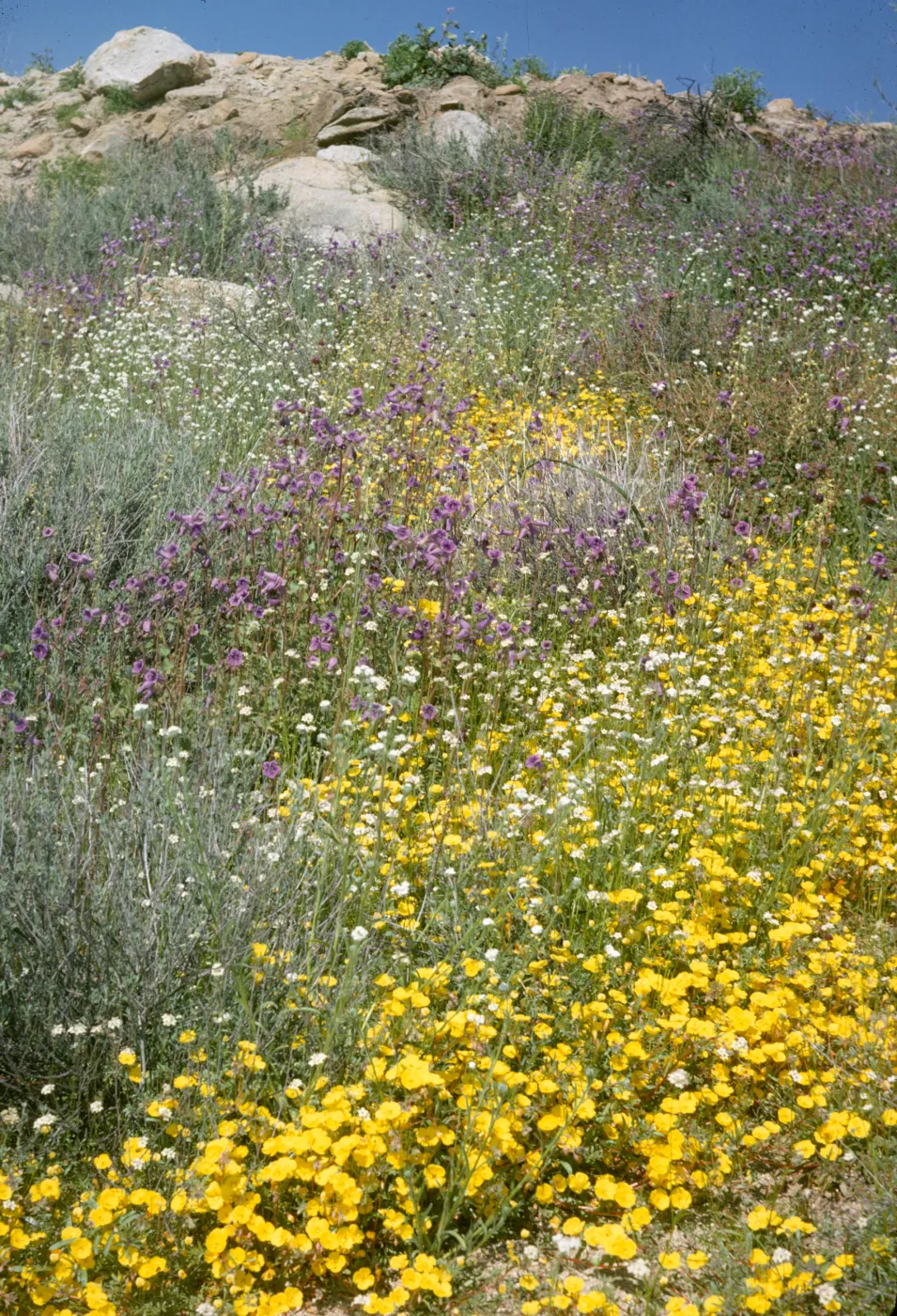wildflowers