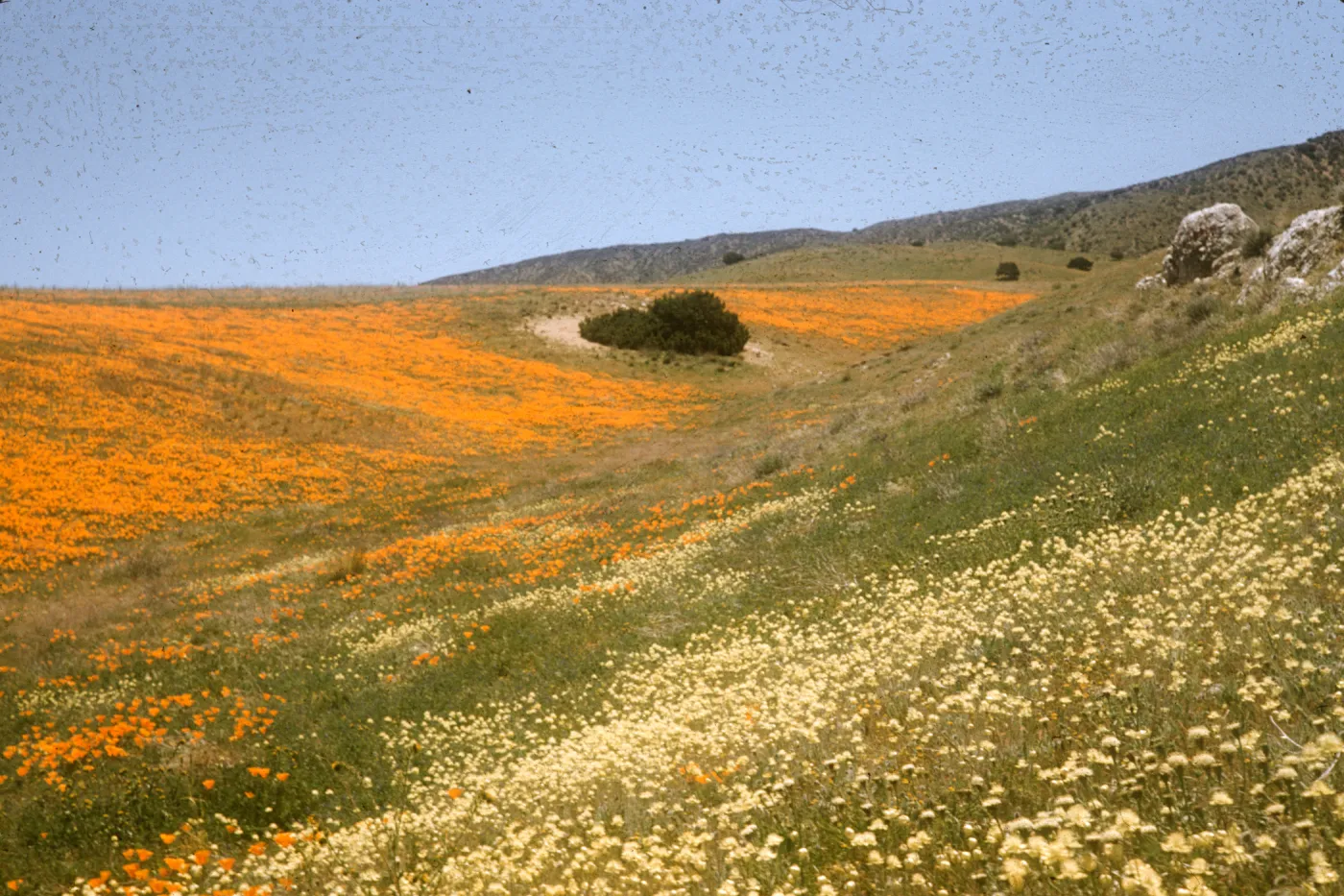 wildflower slopes