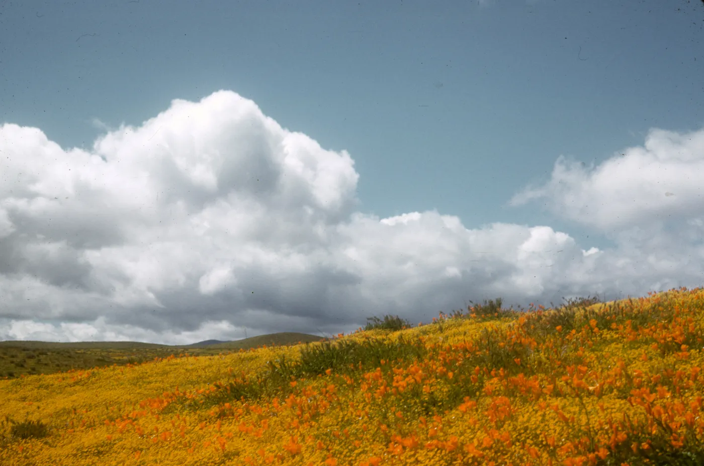 field of Baeria and poppies, Antelope Valley