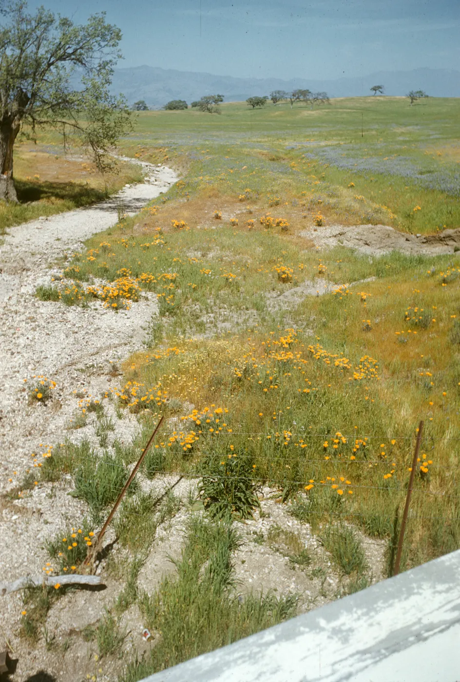 poppies and lupine near Santa Ynez