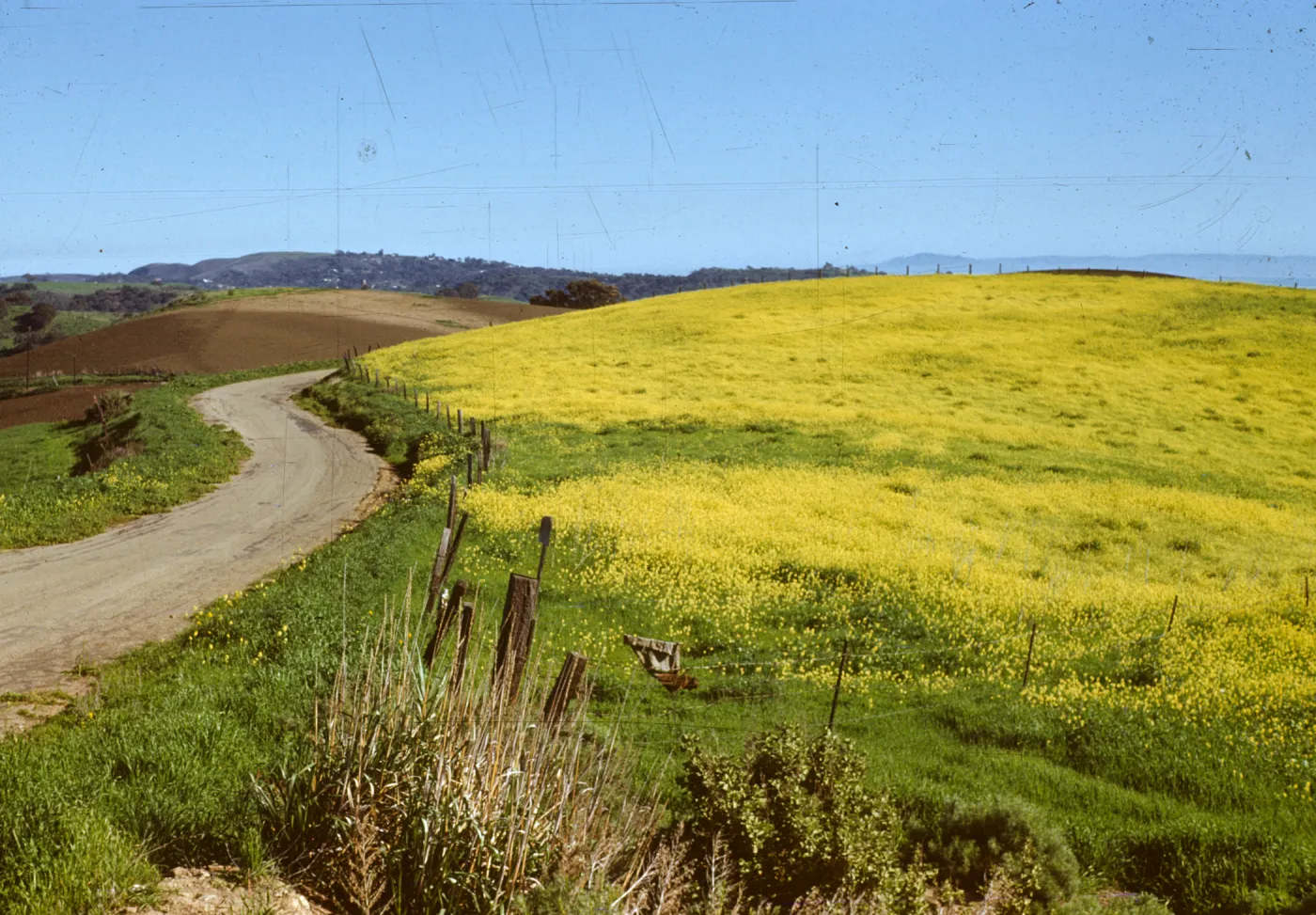 field of mustard, along Old San Marcos Road