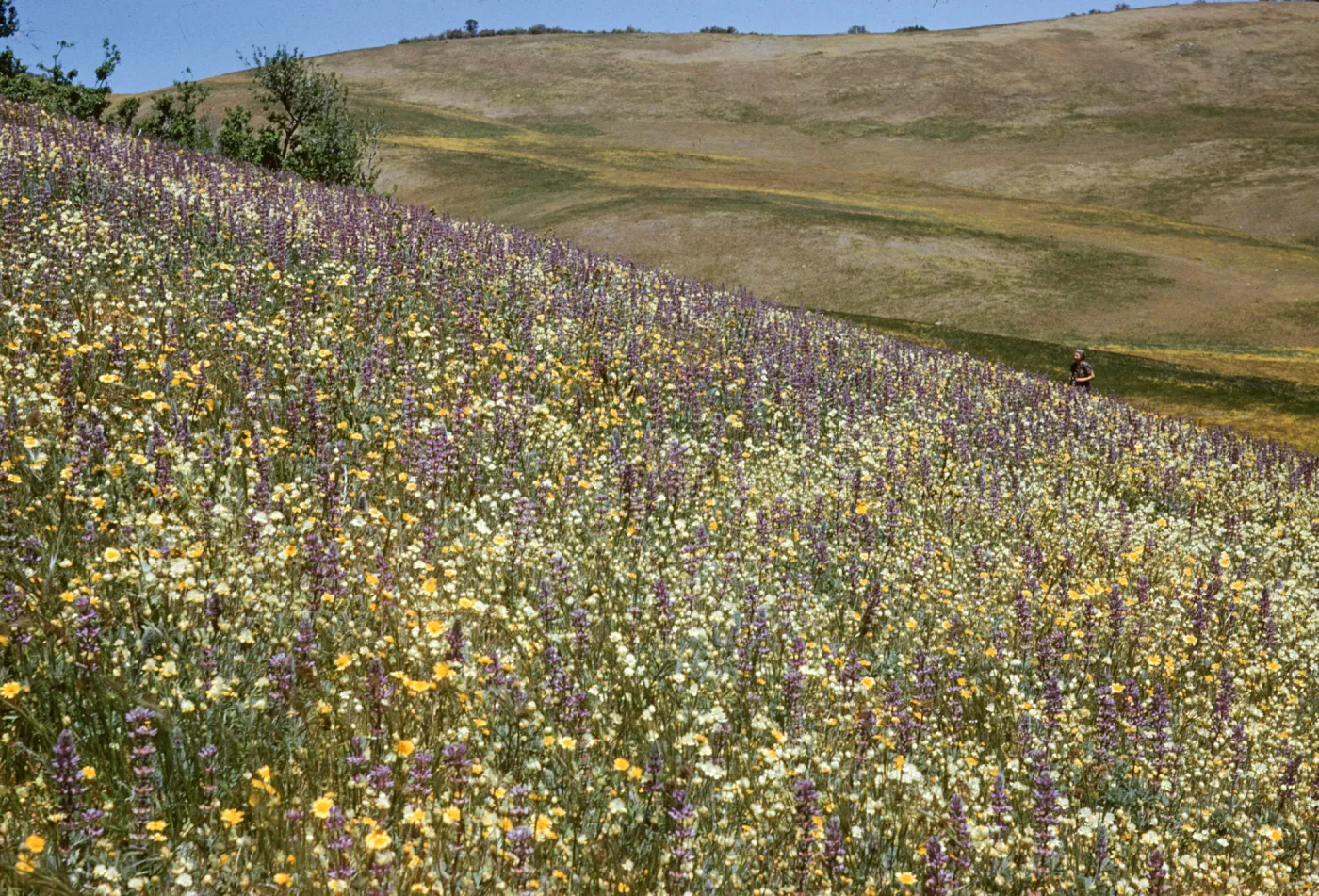 wildflower slope, Salisbury Potrero