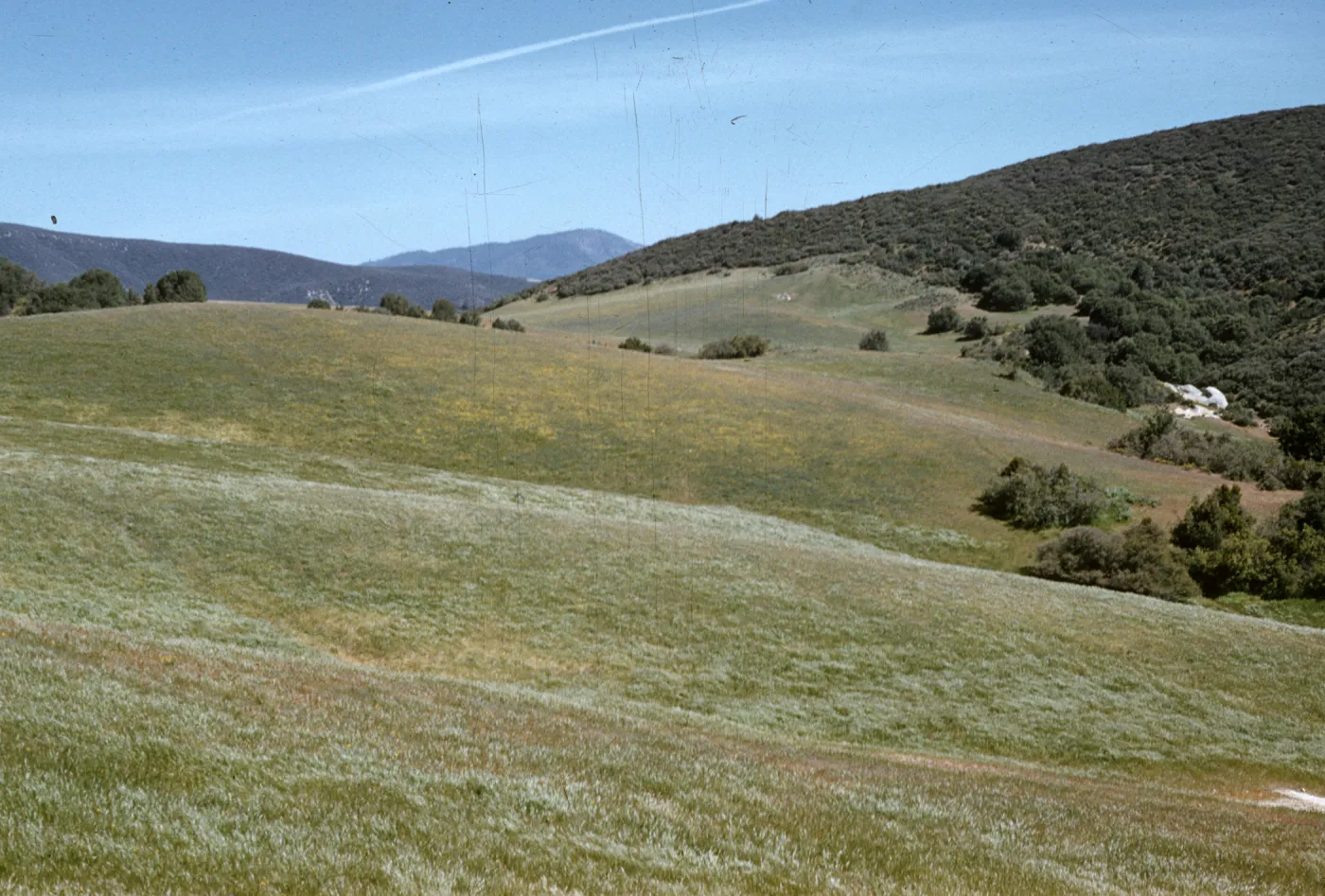 edge of Salisbury Potrero, line of grassland and chaparral