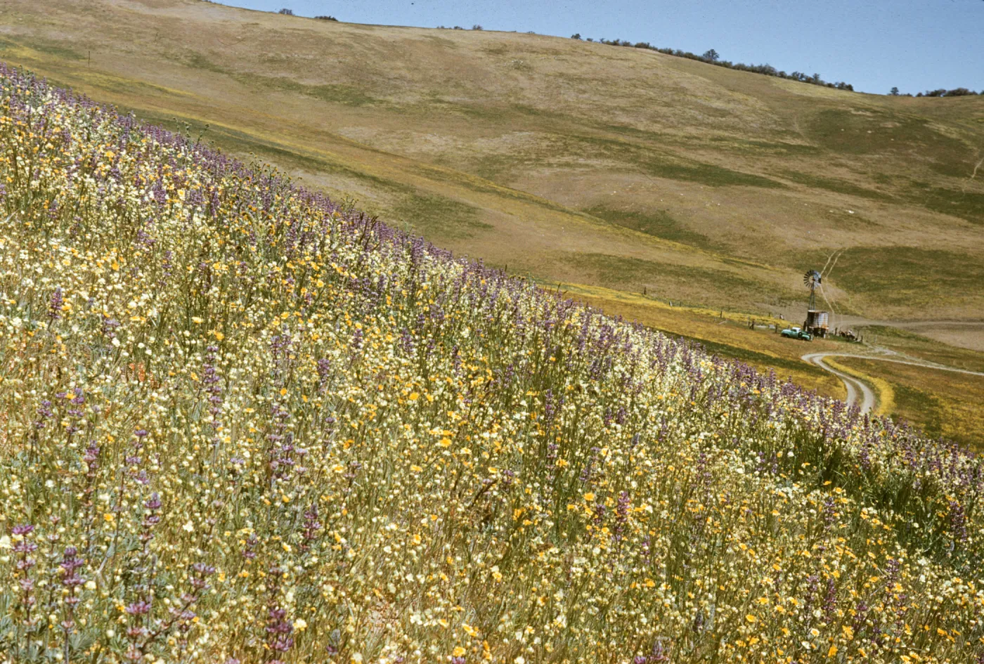 Salisbury Potrero wildflower slope, windmill