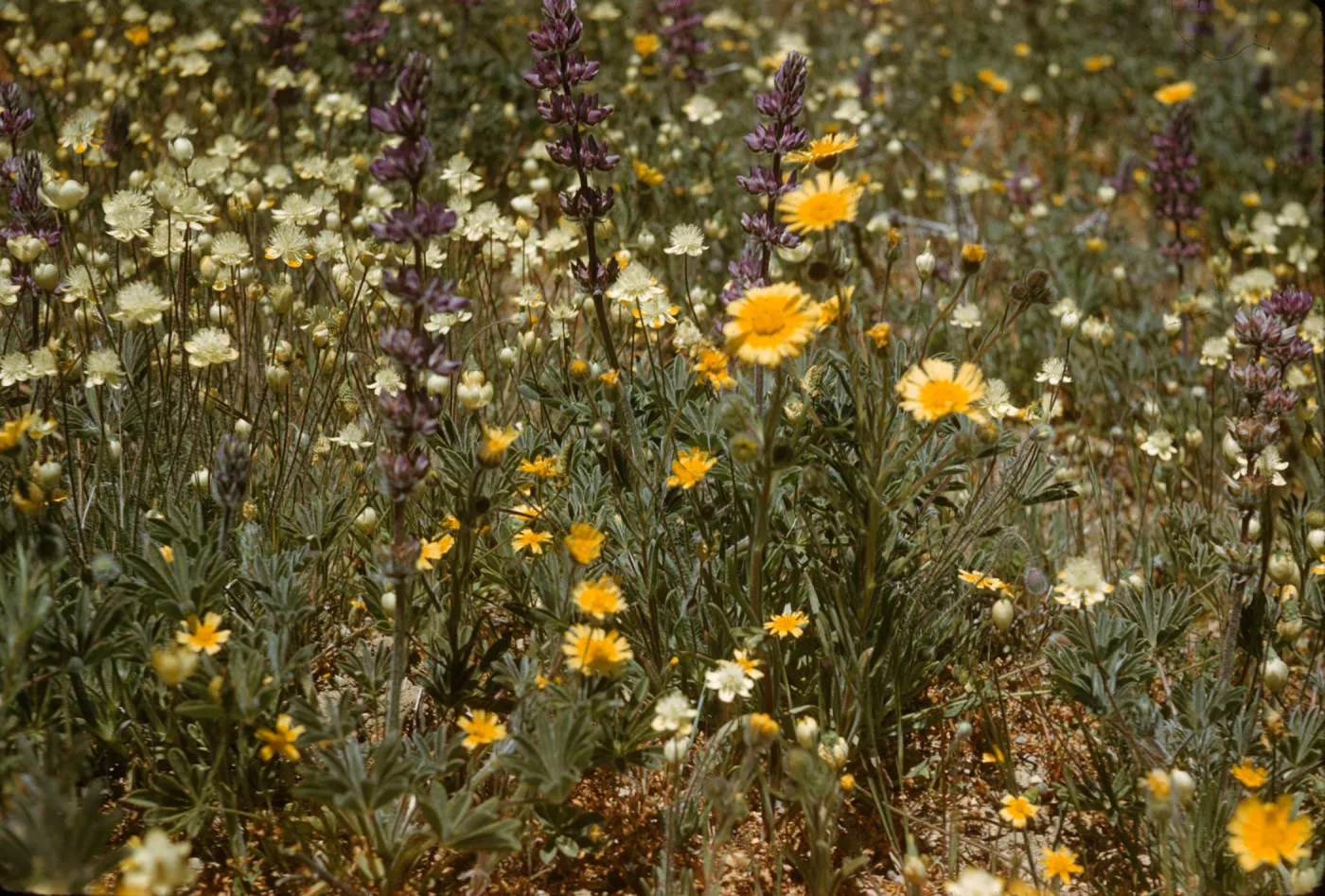 cream cups, lupine, tidy tips