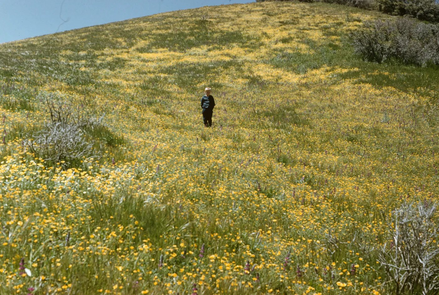 Jimmy Blakley, Montgomery Potrero