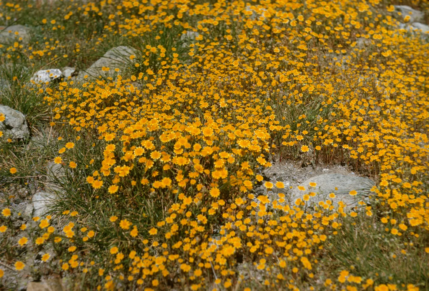 carpet of Lasthenia, de la guerra Springs