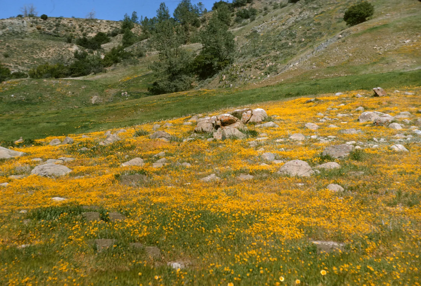 carpet of goldfields, Lasthenia at de la guerra Springs