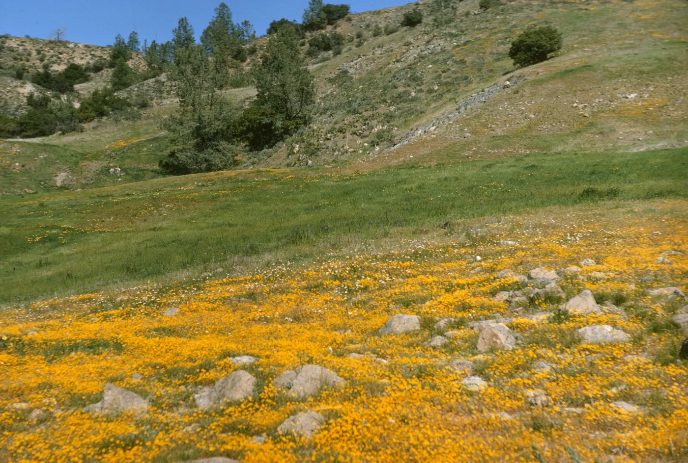 goldfields at de la guerra Springs