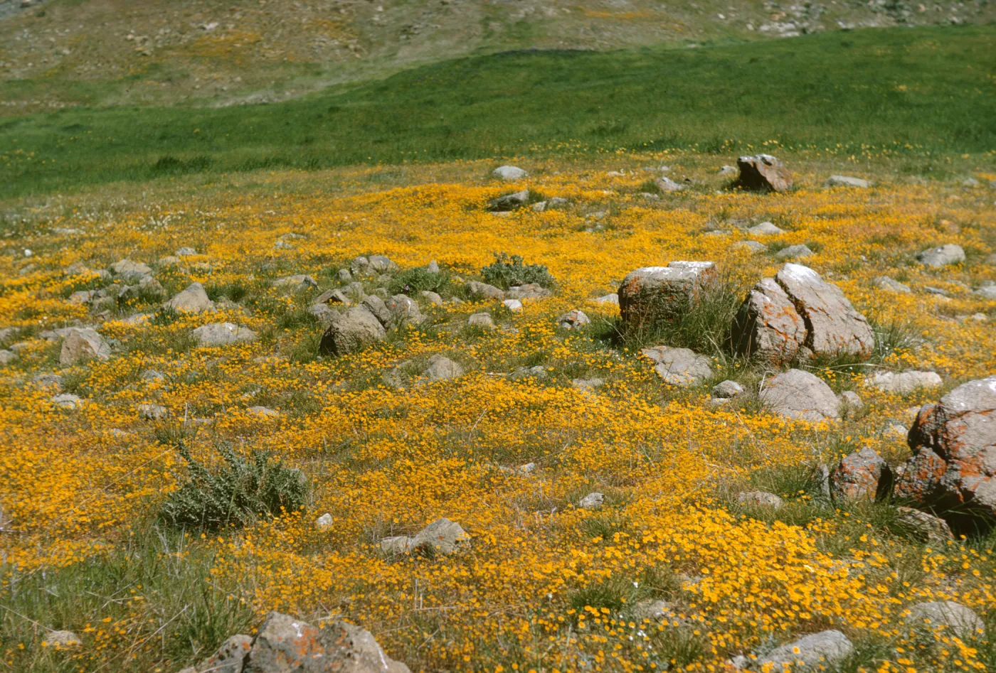 goldfields at de la Guerra Springs
