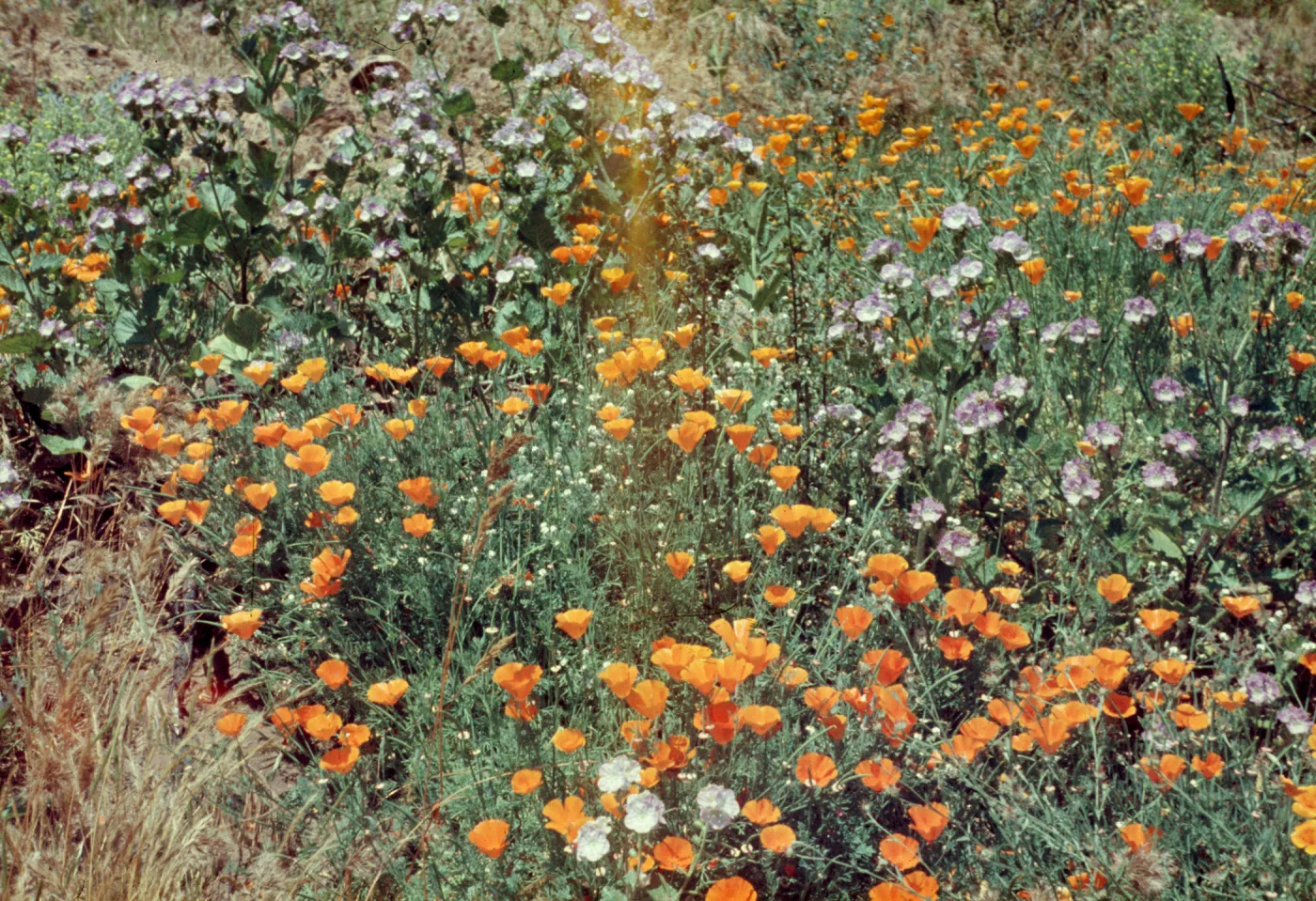 Phacelia grandiflora, poppies