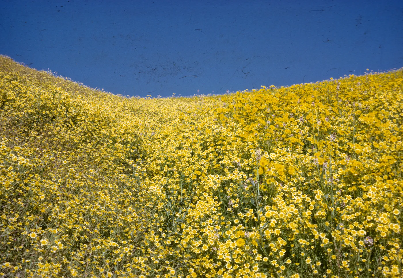 hillside daisy, Monolopia lanceolata, near San Ardo