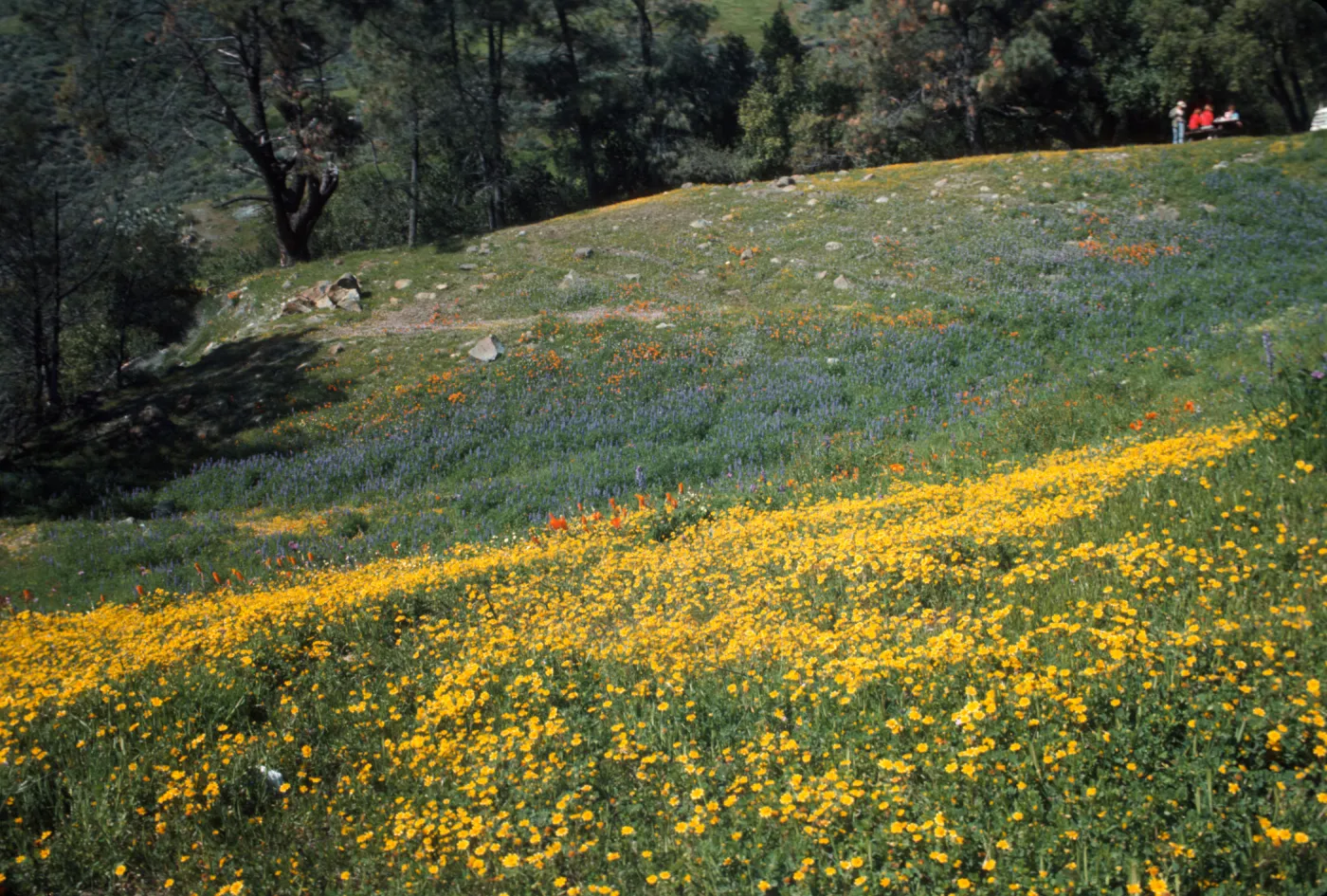 wildflowers at de la Guerra Springs (Lupine, Goldfields)