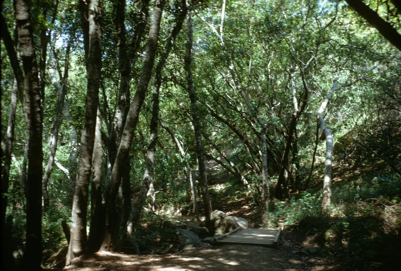 Nojoqui Canyon, northern oak woodland