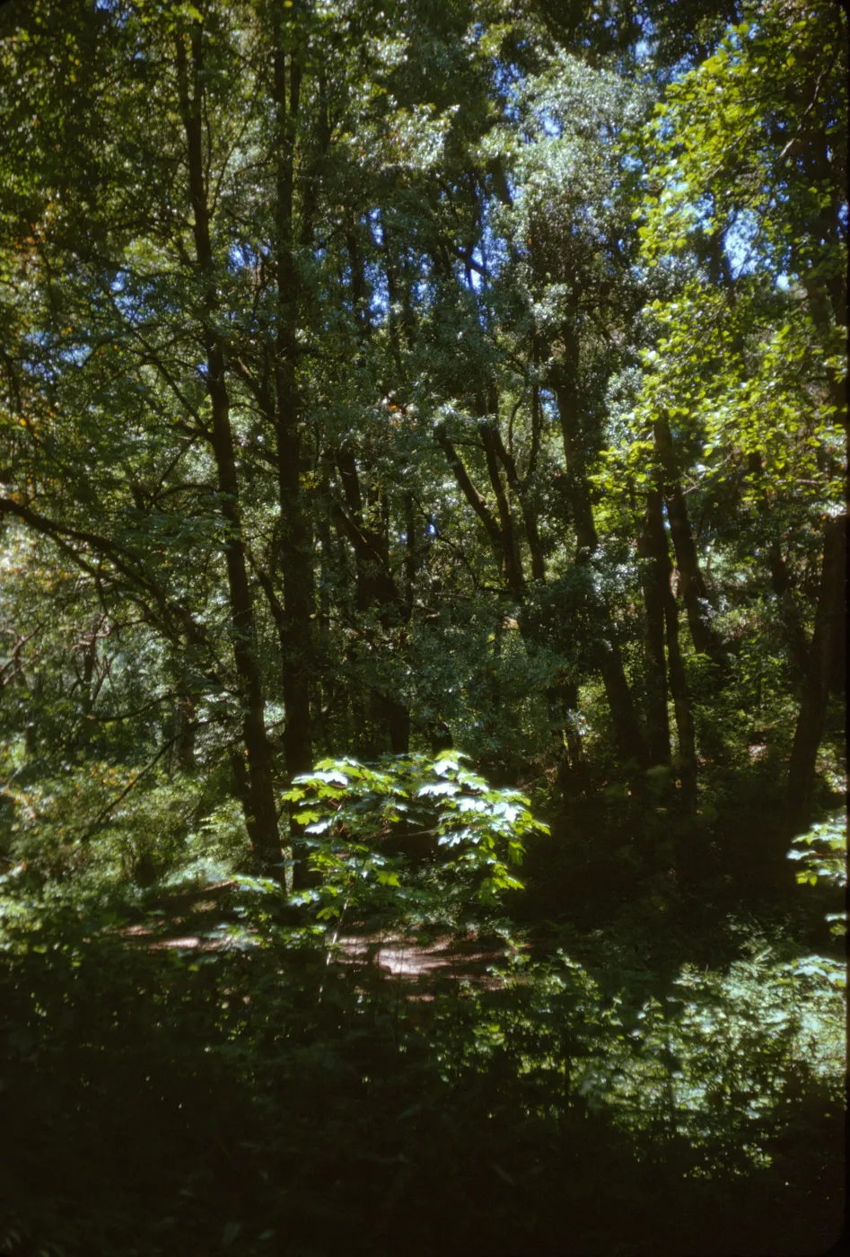 oak woodland